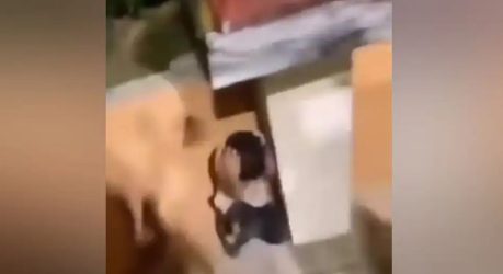 Κομοτηνή 10χρονος ακριδεξιοί