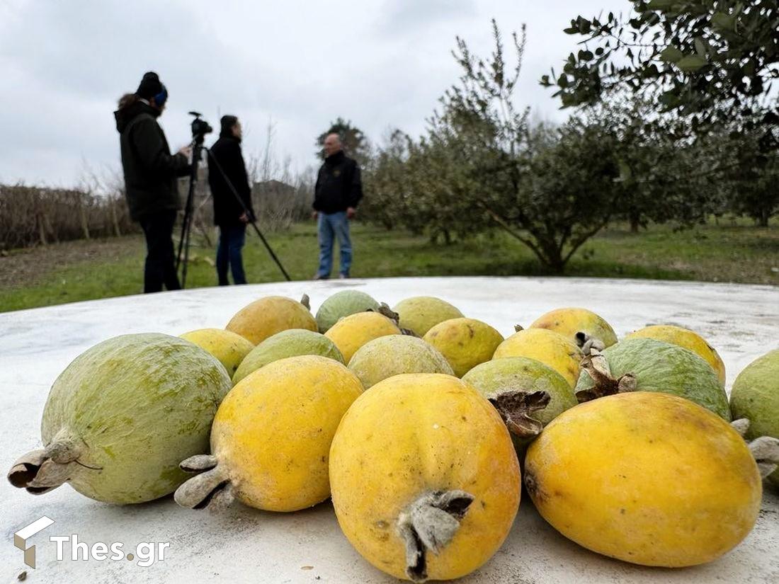 φεϊζόα καρποί τροπικό φρούτο εκπομπή ΠαράγωΓΗΝ TV100 αγροτική Ημαθία