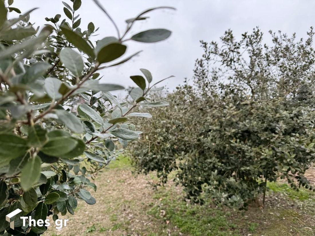 φεϊζόα καρποί τροπικό φρούτο εκπομπή ΠαράγωΓΗΝ TV100 αγροτική Ημαθία