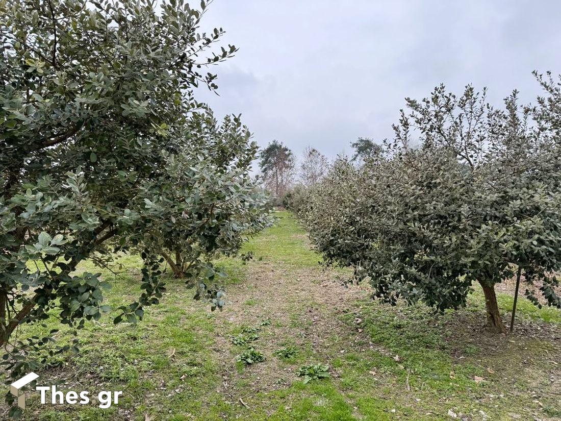 φεϊζόα καρποί τροπικό φρούτο εκπομπή ΠαράγωΓΗΝ TV100 αγροτική Ημαθία