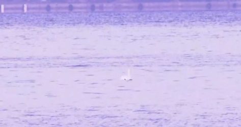 κύκνος Θερμαϊκός Θεσσαλονίκης