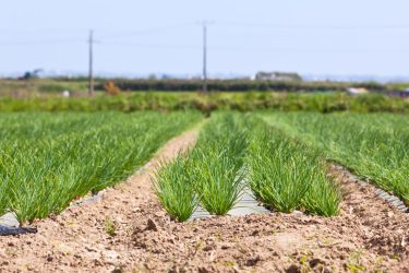 χωράφι με κρεμμύδια agroJob