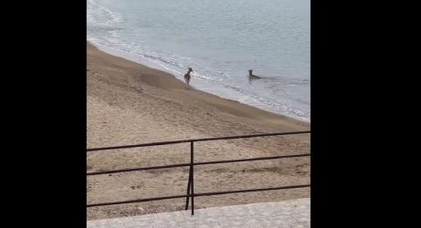 Λήμνος: Ομορφες εικόνες με ελάφια να κάνουν μπάνιο στη θάλασσα (ΒΙΝΤΕΟ)