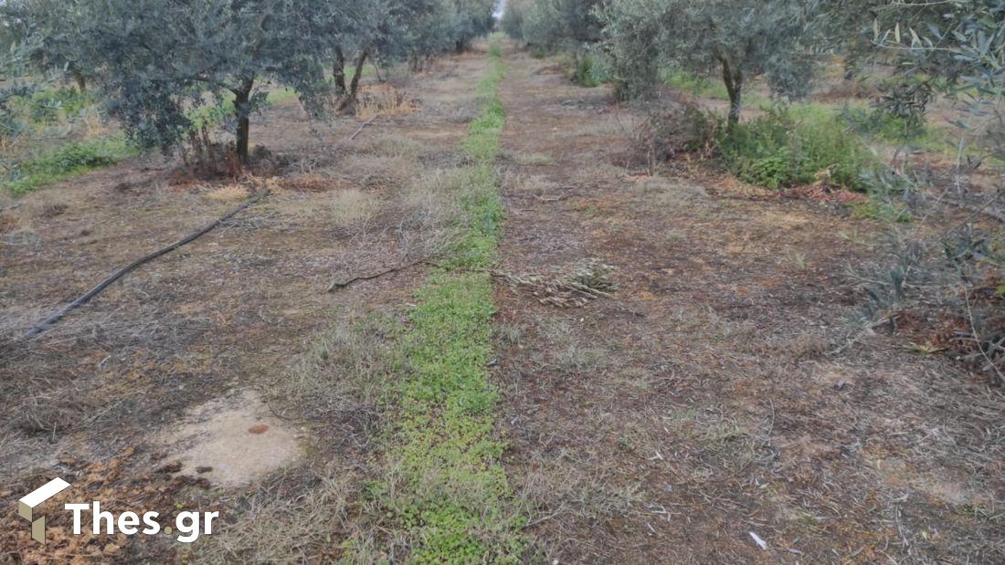 χημικά ζιζανιοκτονία χωράφι ελιές