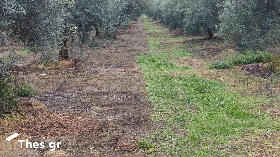 χημικά ζιζανιοκτονία χωράφι ελιές