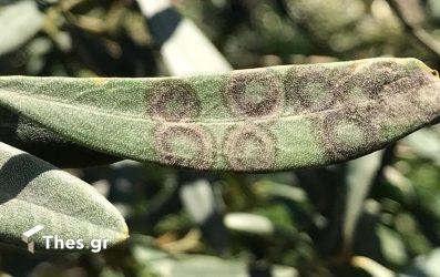 Συνεχόμενες βροχές: Είναι καλό ή κακό για την ελιά;