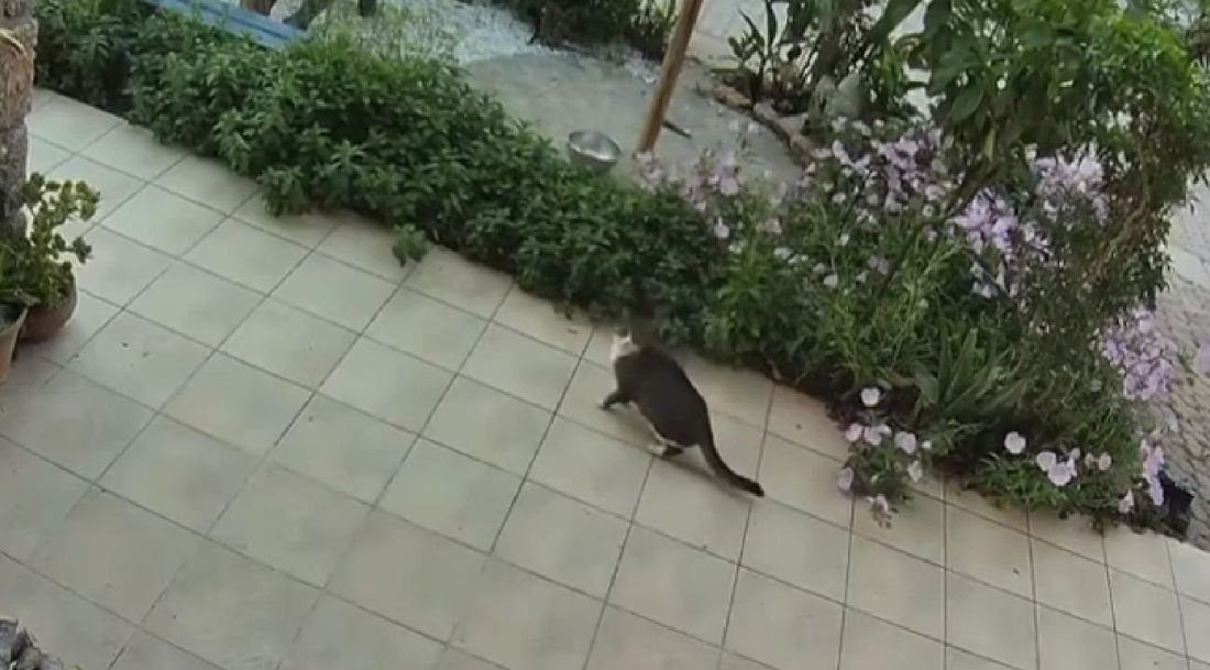 σεισμός γάτα