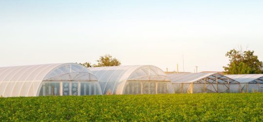 Προ των πυλών το πρόγραμμα για τις θερμοκηπιακές καλλιέργειες