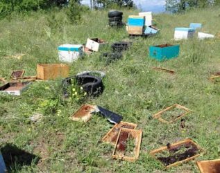 Επίθεση από αρκούδα σε κυψέλες στον Βερτίσκο Λαγκαδά (ΦΩΤΟ)