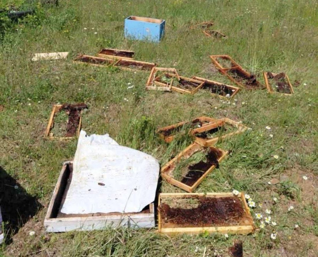 αρκούδα επίθεση σε μελίσσια Βερτίκος Λαγκαδά