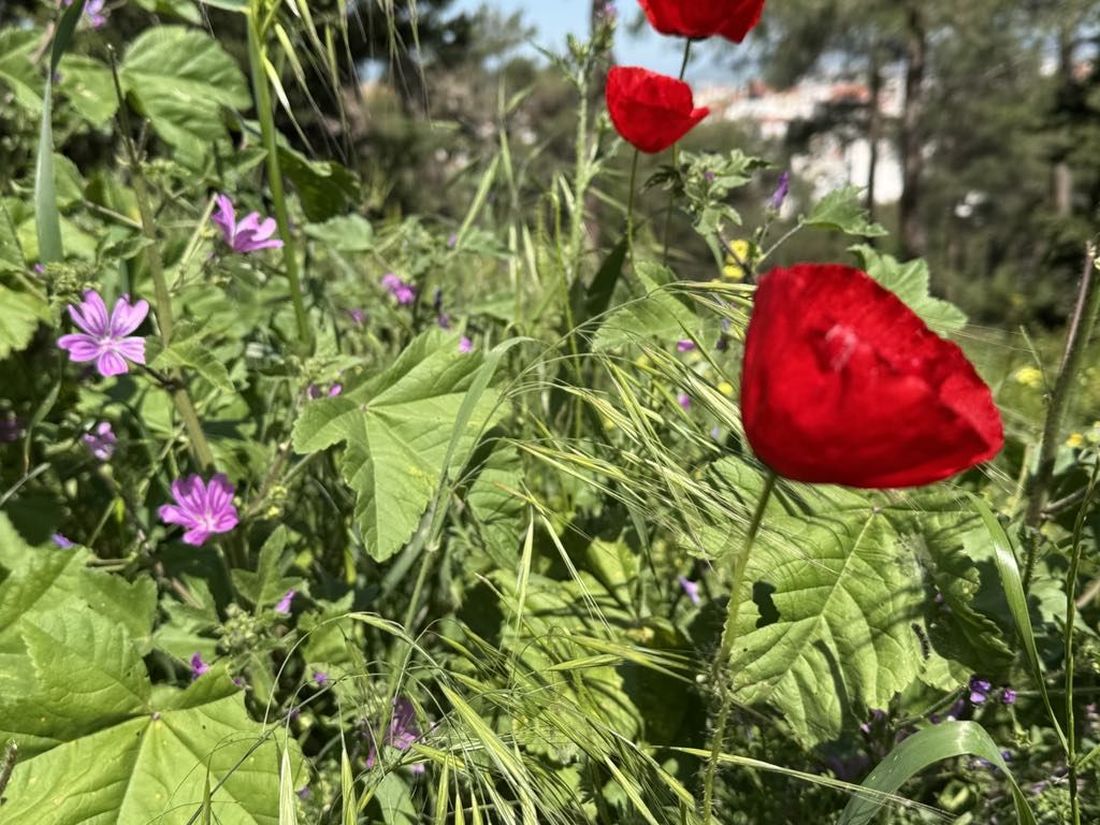 αγριολούλουδα Πρωτομαγιά παπαρούνες