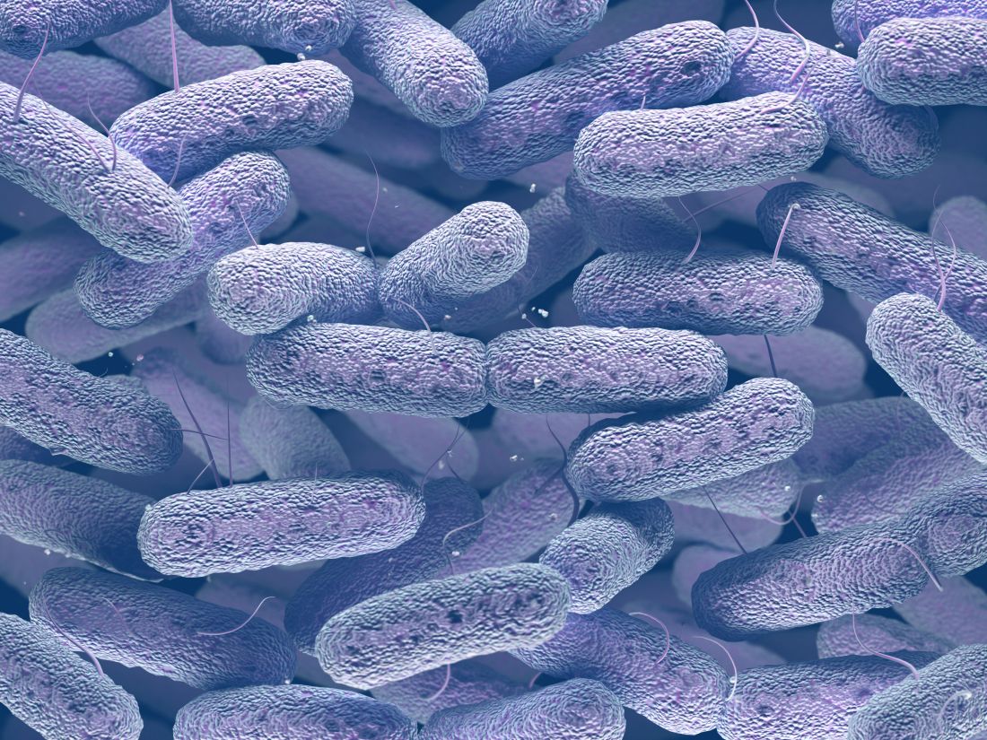 bacteria