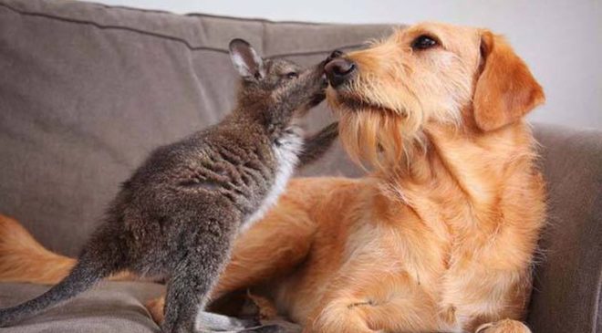Παράξενες και ασυνήθιστες φιλίες μεταξύ ζώων!