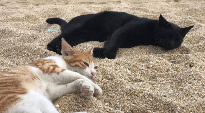 Γάτες λιάζονται στην παραλία (ΒΙΝΤΕΟ &; ΦΩΤΟ)