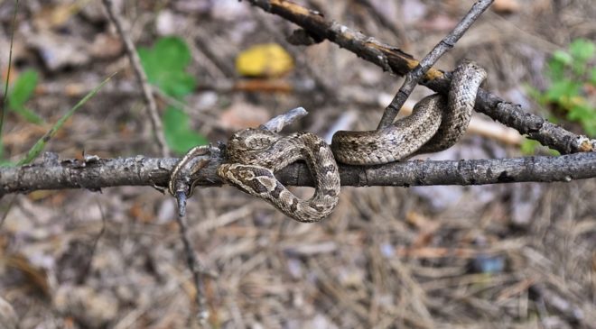 Θεσσαλονίκη: Απεγκλώβισαν τέσσερα φίδια από κελάρι στο Δρυμό (ΒΙΝΤΕΟ)