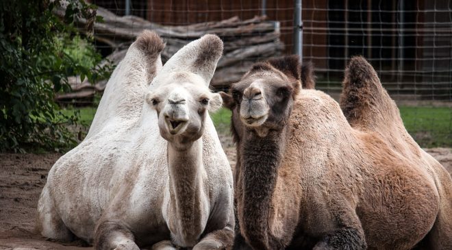 Ουκρανία: Ρώσοι στρατιώτες έφαγαν καμήλες και καγκουρό από ζωολογικό κήπο