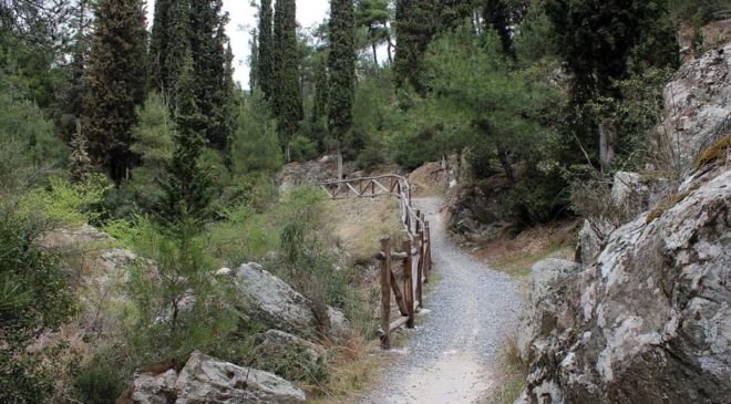 Δασάρχης Κιλκίς: “Θα πρέπει να πάμε σε μείξη των δασών”
