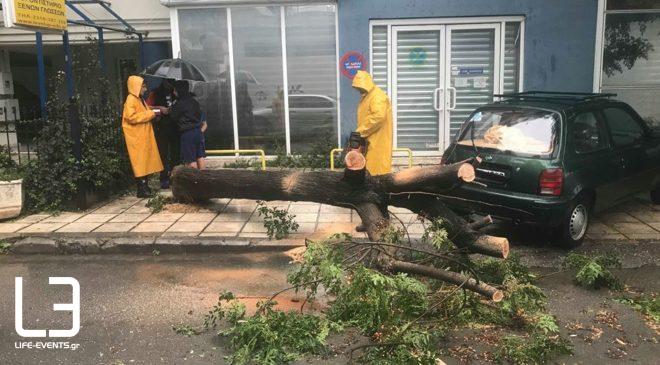 Θεσσαλονίκη: Κοπές δέντρων λόγω της καταιγίδας