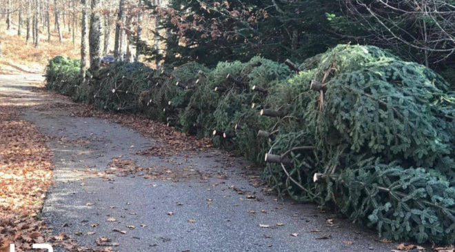 Ο Δήμος Θεσσαλονίκης ανακυκλώνει τα φυσικά χριστουγεννιάτικα δέντρα