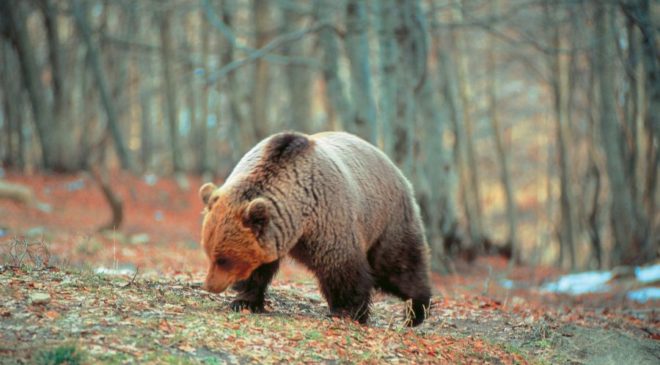Τουρκία: Αρκουδάκι κατανάλωσε μεγάλη ποσότητα παραισθησιογόνου μελιού