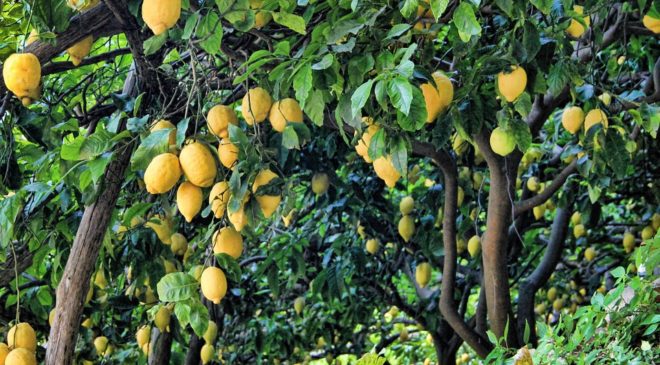 Η Βόρεια Ελλάδα καταναλώνει αφρικανικά λεμόνια γιατί δεν φτάνουν τα εγχώρια