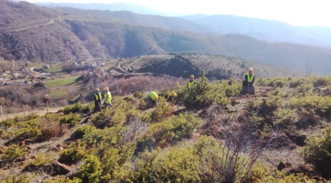 Αναδάσωση στη Βόρεια Ελλάδα με 400.000 δένδρα και θάμνους (ΦΩΤΟ)