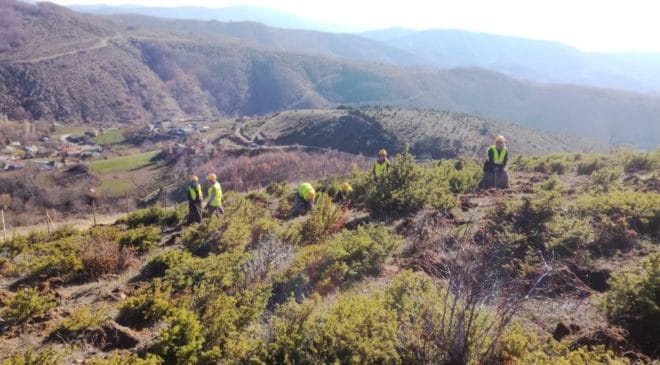 Αναδάσωση στη Βόρεια Ελλάδα με 400.000 δένδρα και θάμνους (ΦΩΤΟ)