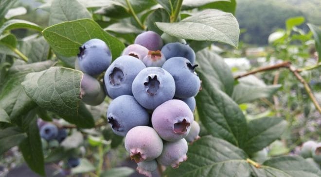 Τα superfoods που μας βοηθάνε να αδυνατίσουμε!