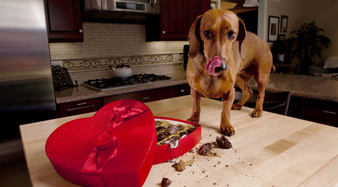 Γιατί τα γλυκά των γιορτών είναι επικίνδυνα για τα σκυλάκια;