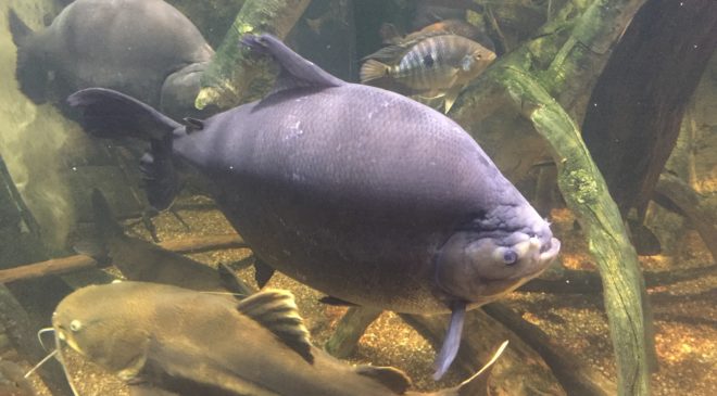 ZOO-Omaha USA ένας άλλος κόσμος..