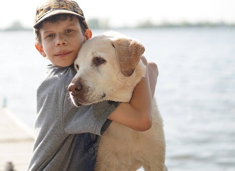 Labrador Retriever