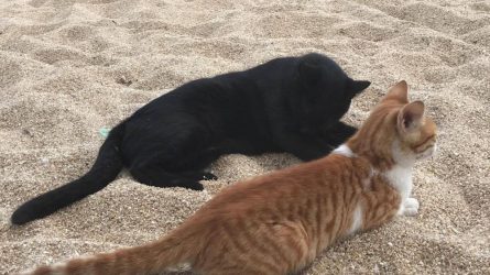Κρήτη: Απίστευτη κτηνωδία, σκότωσαν γάτες και τις απλωσαν στο δρόμο