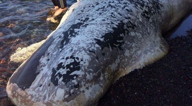 Νεκρή φάλαινα 9 μέτρων ξεβράστηκε στην Σαντορίνη (ΒΙΝΤΕΟ & ΦΩΤΟ)