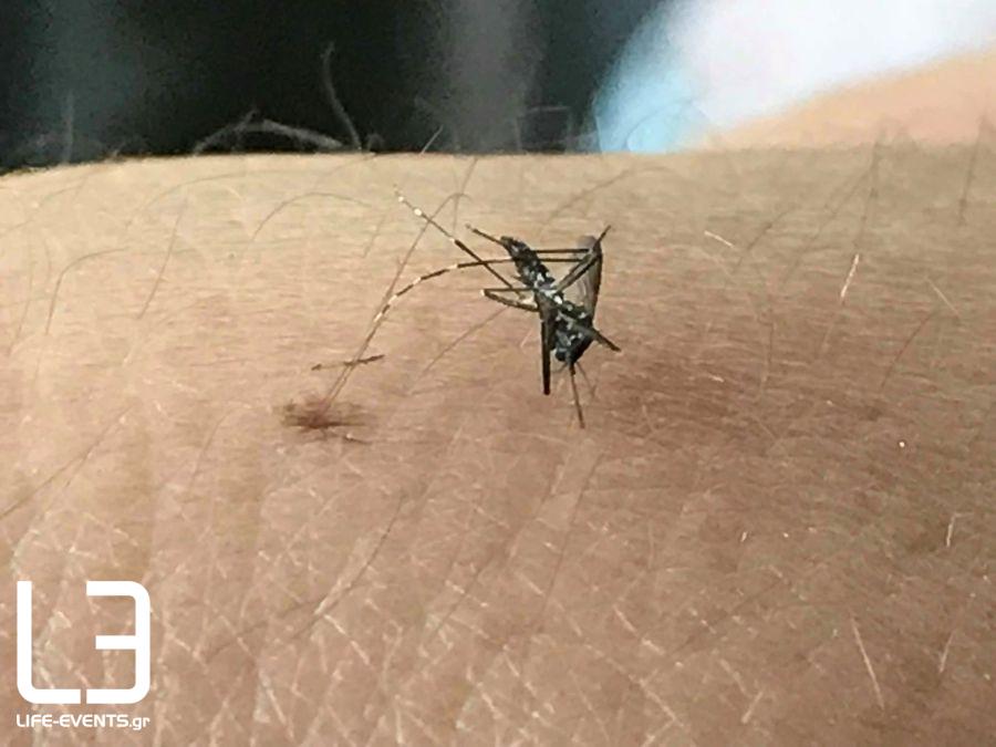 κουνούπια Σέρρες κορονοϊός Δάγκειος πυρετός